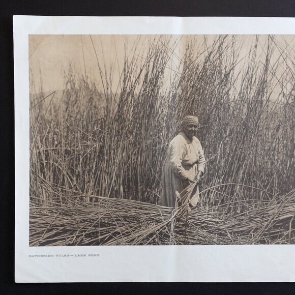 GATHERING TULES - LAKE POMO #150 Edward Sheriff Curtis Print - Picture 2 of 16